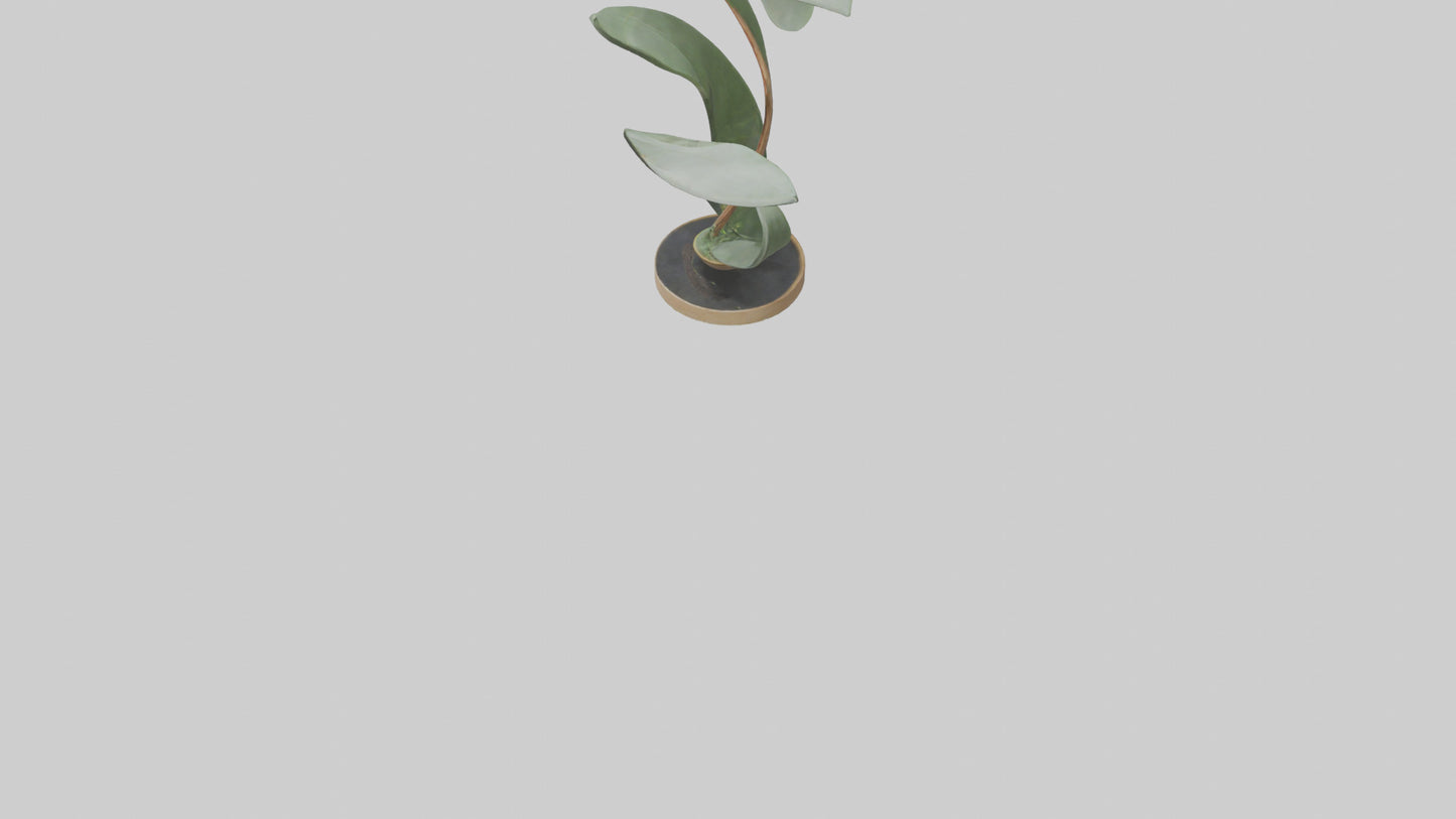 3D model Plant and Stem Movement Sculpture model VR / AR / low-poly
