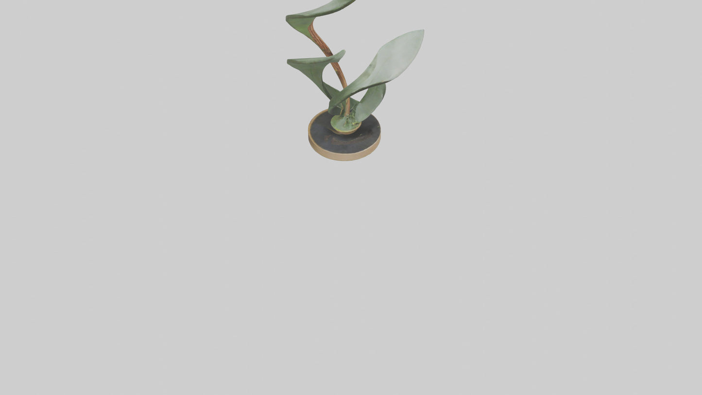 3D model Plant and Stem Movement Sculpture model VR / AR / low-poly