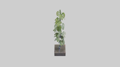 Plant Spiral Sculpture model VR / AR / low-poly