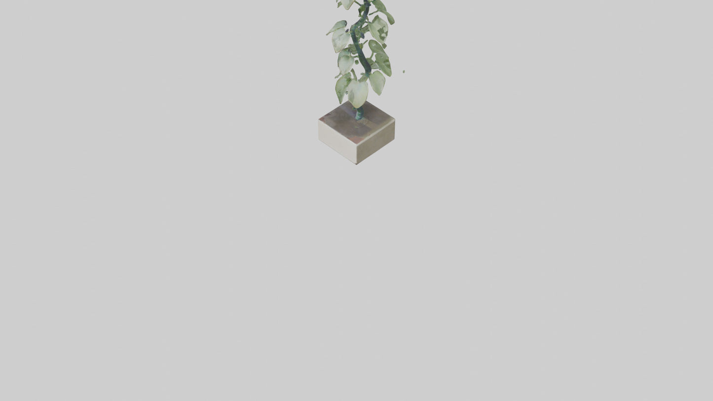 Plant Spiral Sculpture model VR / AR / low-poly