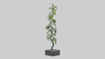 Plant Spiral Sculpture model VR / AR / low-poly