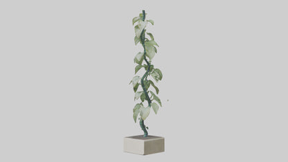 Plant Spiral Sculpture model VR / AR / low-poly