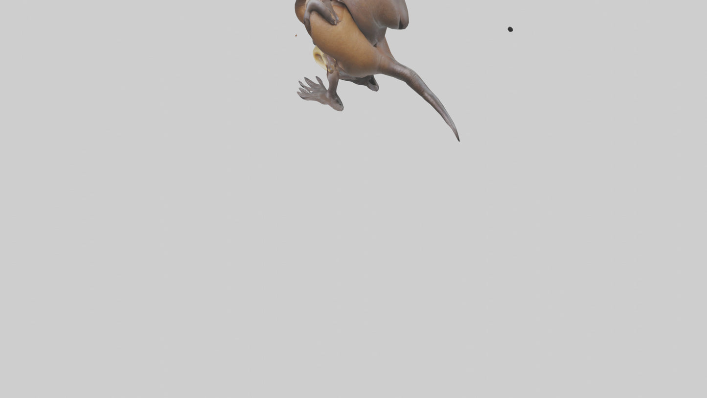 Platypus Bill 3D model