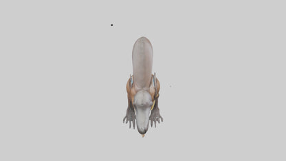 Platypus Bill 3D model