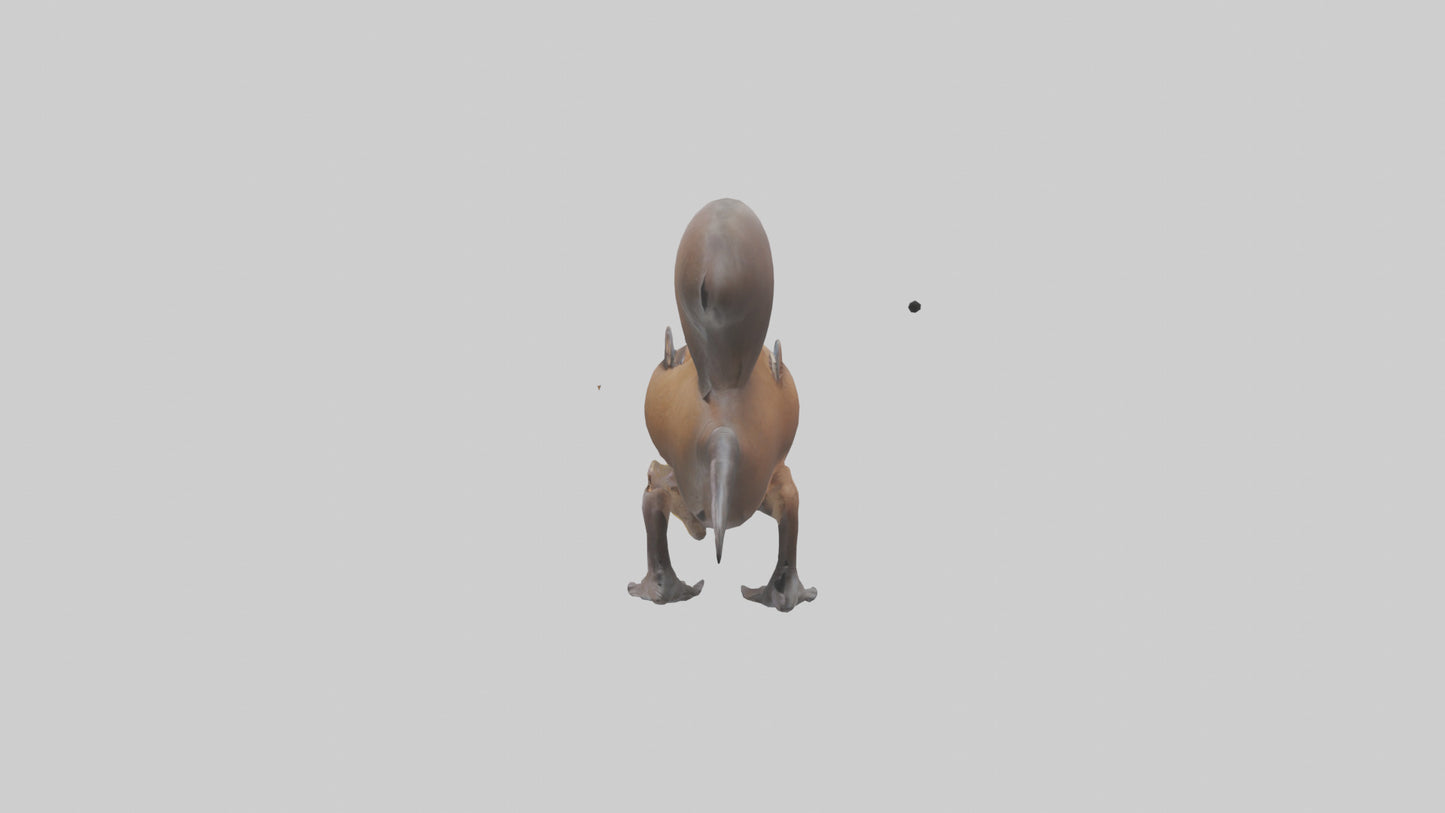 Platypus Bill 3D model