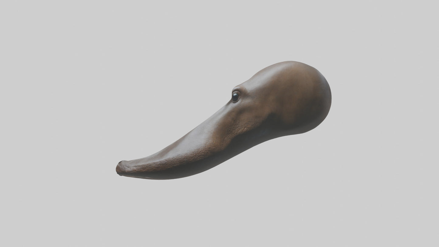 Platypus Bill 3D model