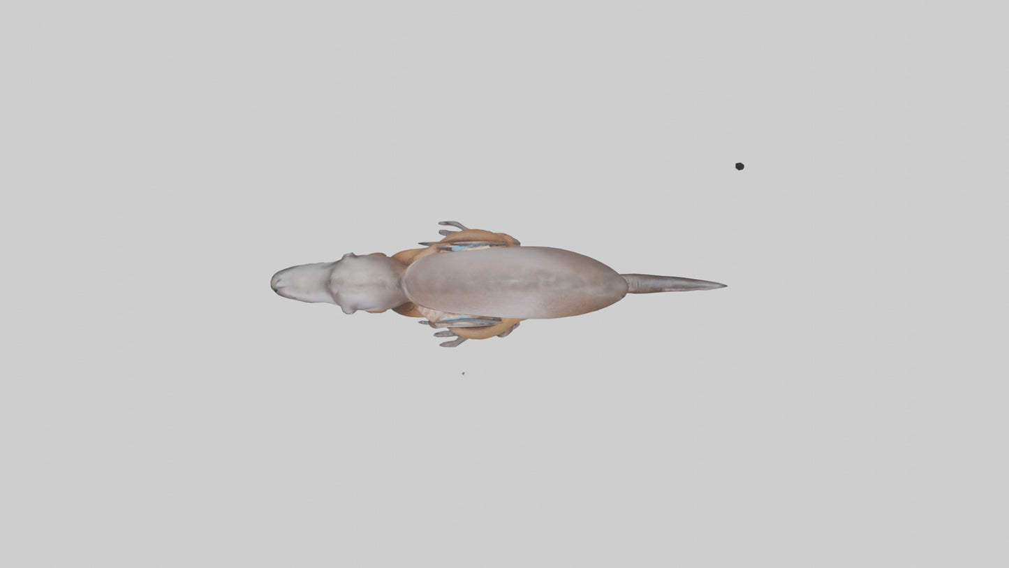 Platypus Bill 3D model