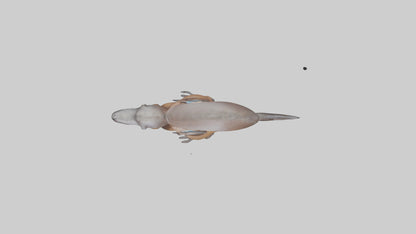 Platypus Bill 3D model