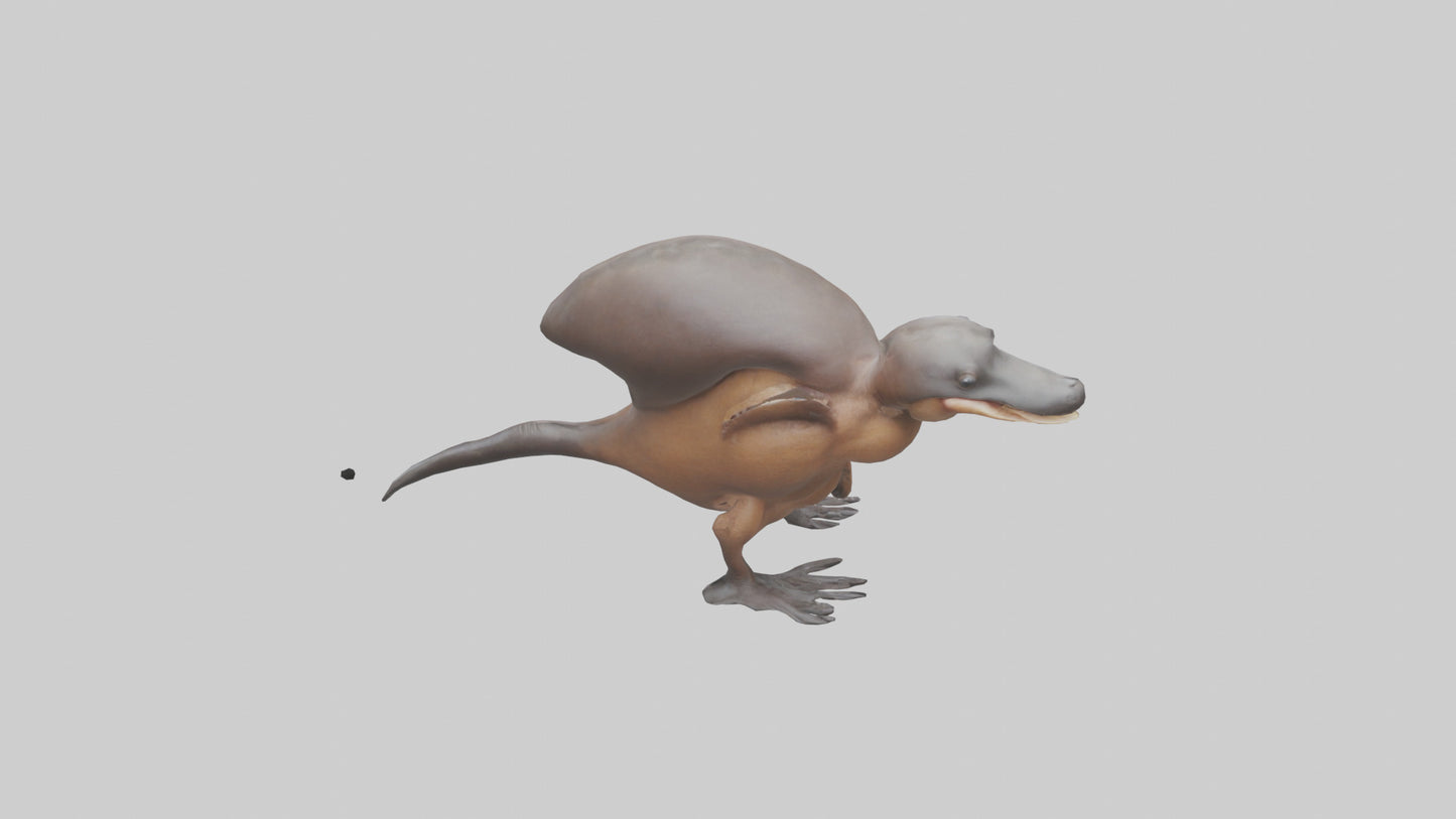 Platypus Bill 3D model