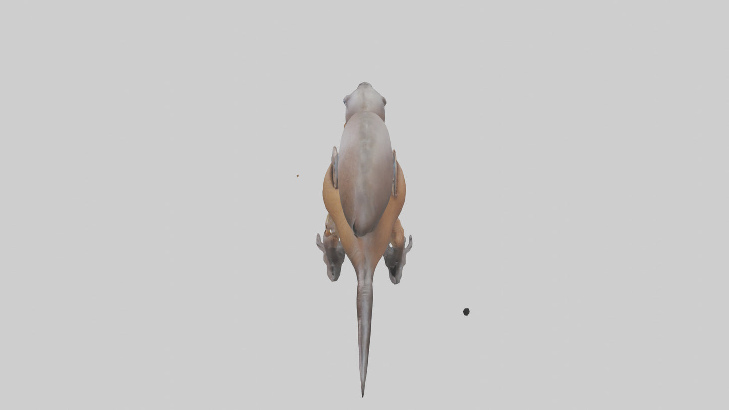 Platypus Bill 3D model