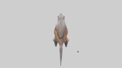 Platypus Bill 3D model