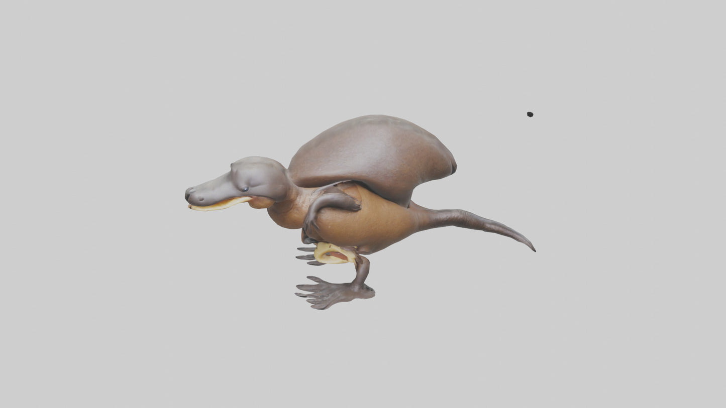 Platypus Bill 3D model