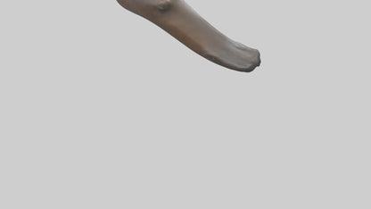 Platypus Bill 3D model