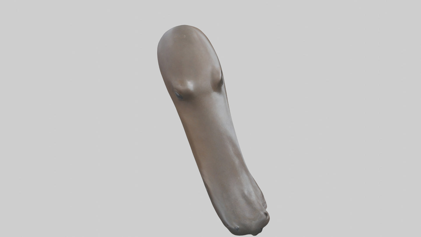 Platypus Bill 3D model