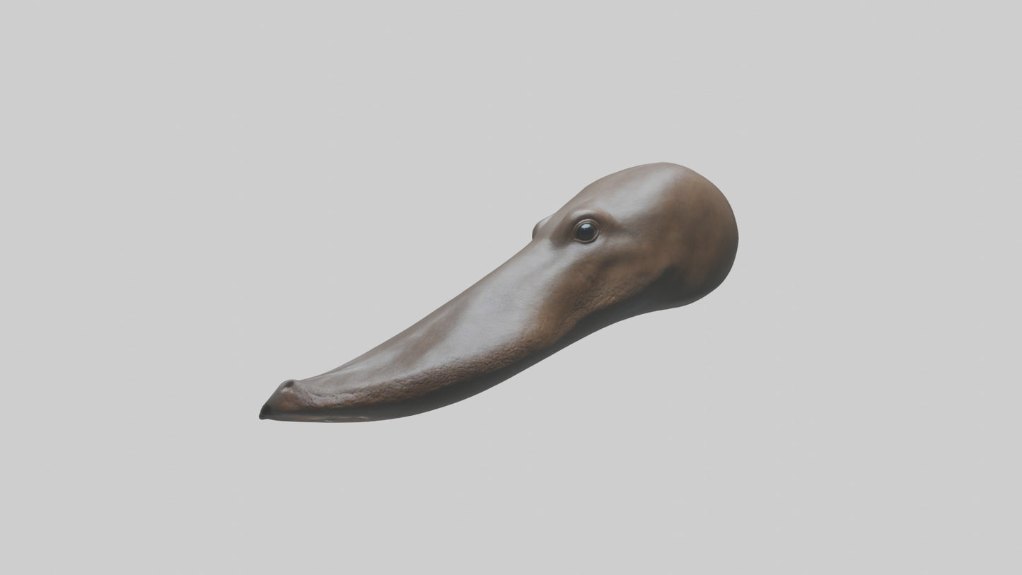 Platypus Bill 3D model