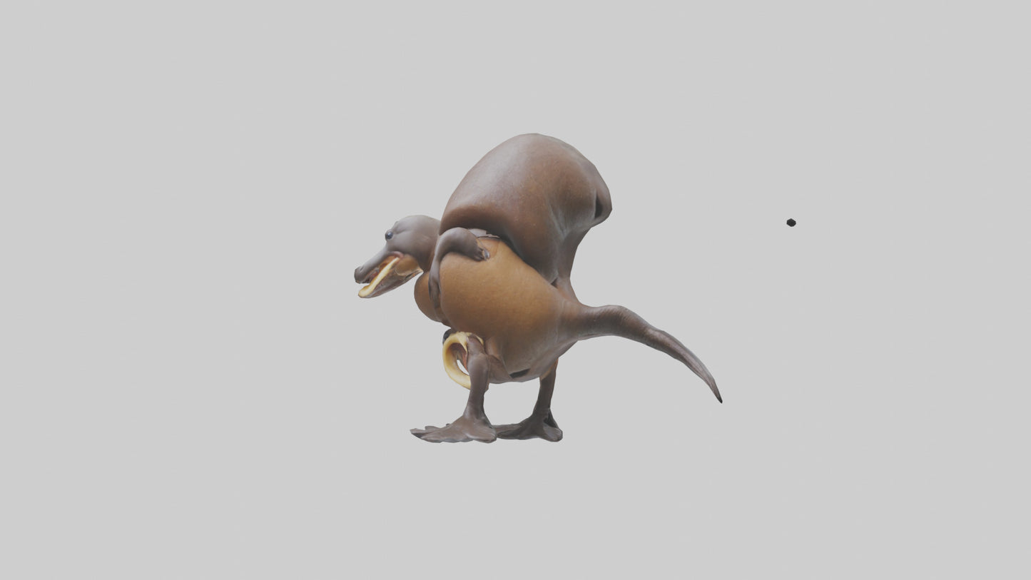 Platypus Bill 3D model