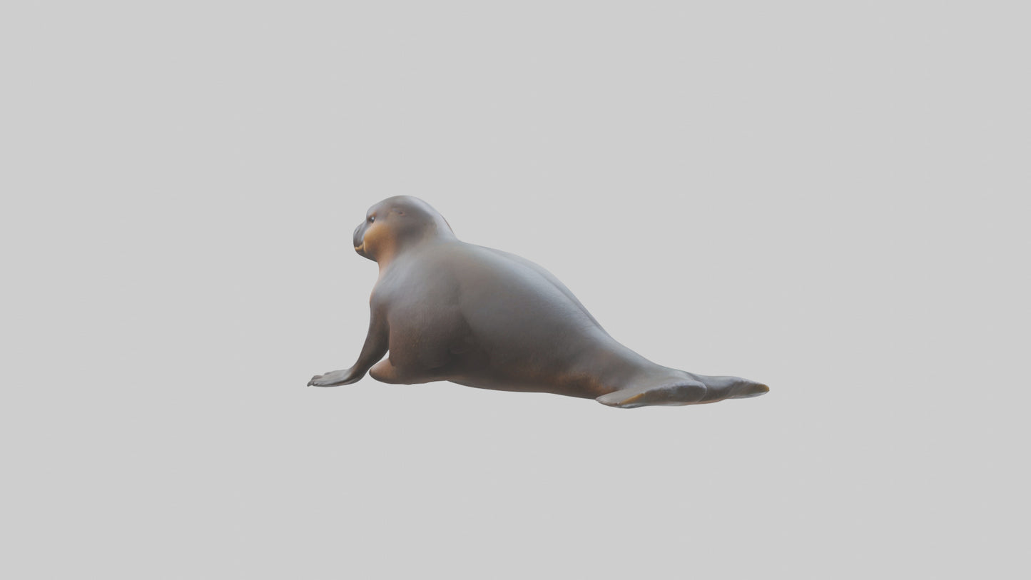 3D model Platypus sitting model VR / AR / low-poly