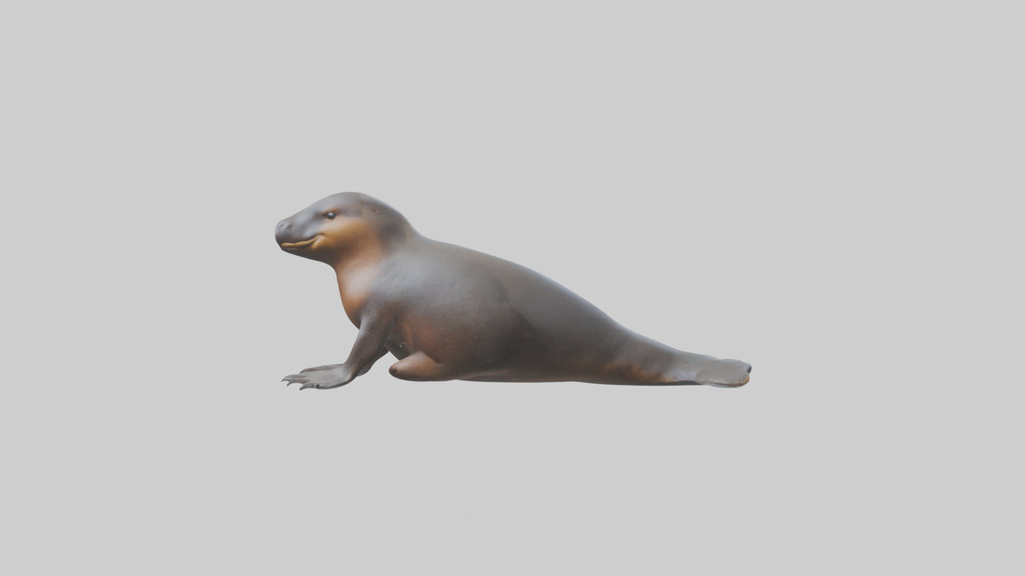 3D model Platypus sitting model VR / AR / low-poly