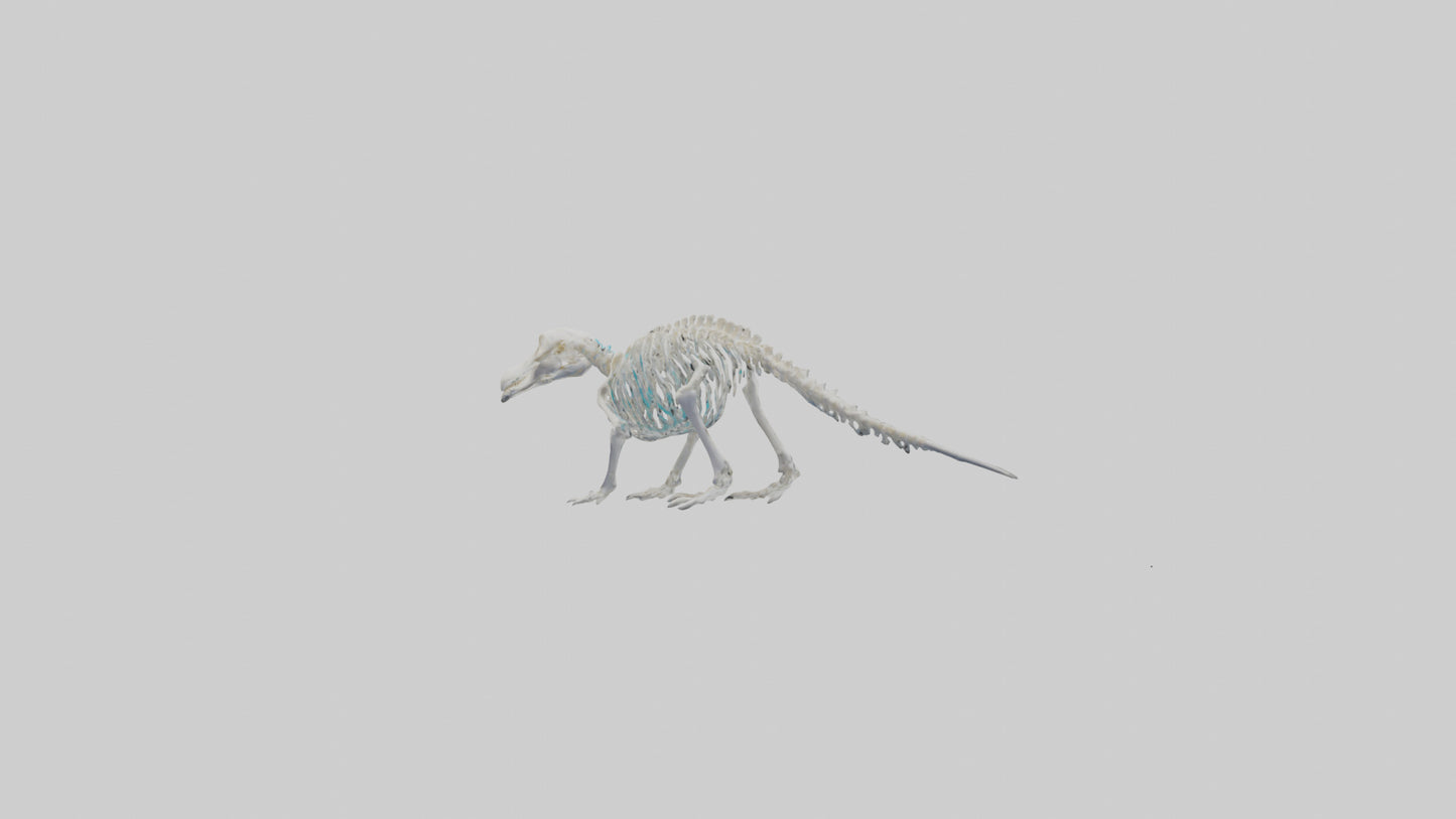 3D model Platypus Skeleton model 2 VR / AR / low-poly