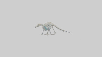 3D model Platypus Skeleton model 2 VR / AR / low-poly