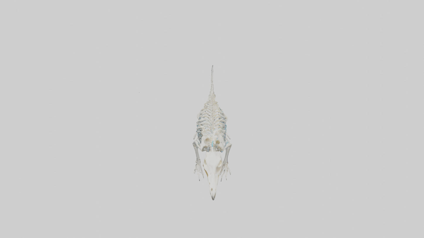 3D model Platypus Skeleton model 2 VR / AR / low-poly