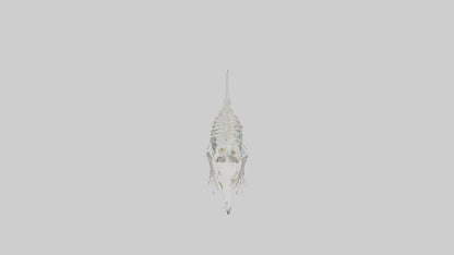 3D model Platypus Skeleton model 2 VR / AR / low-poly