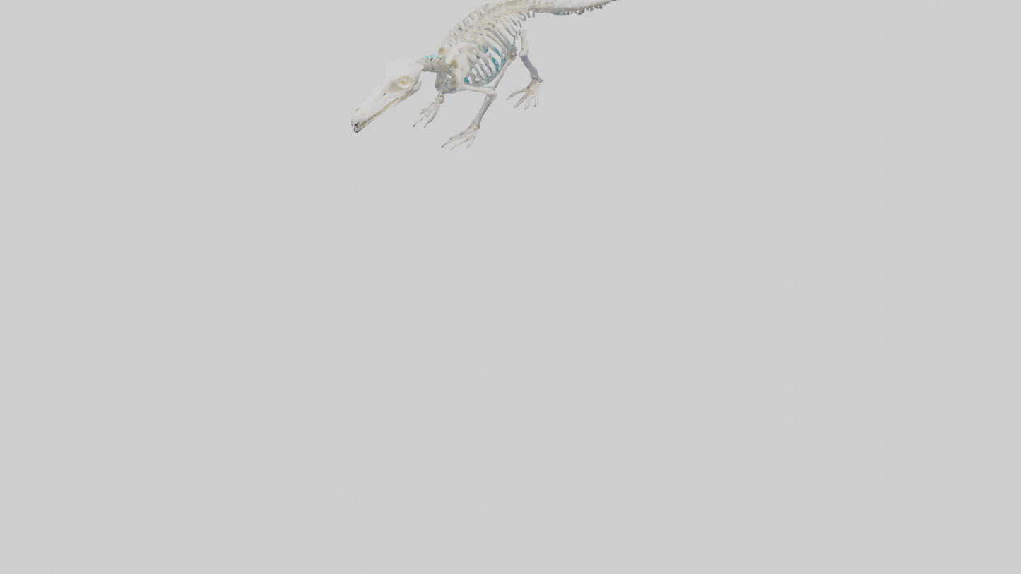 3D model Platypus Skeleton model 2 VR / AR / low-poly