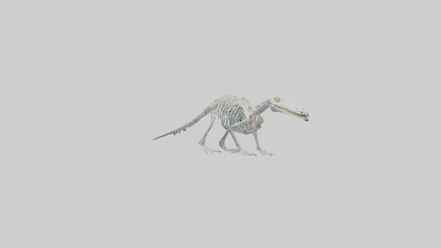 3D model Platypus Skeleton model 2 VR / AR / low-poly