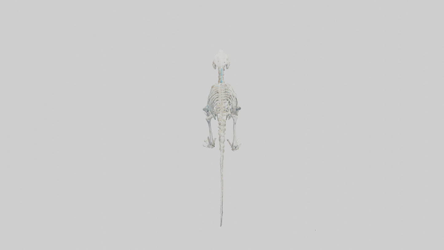 3D model Platypus Skeleton model 2 VR / AR / low-poly