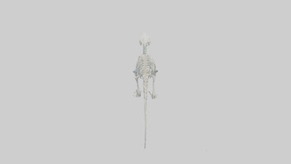 3D model Platypus Skeleton model 2 VR / AR / low-poly