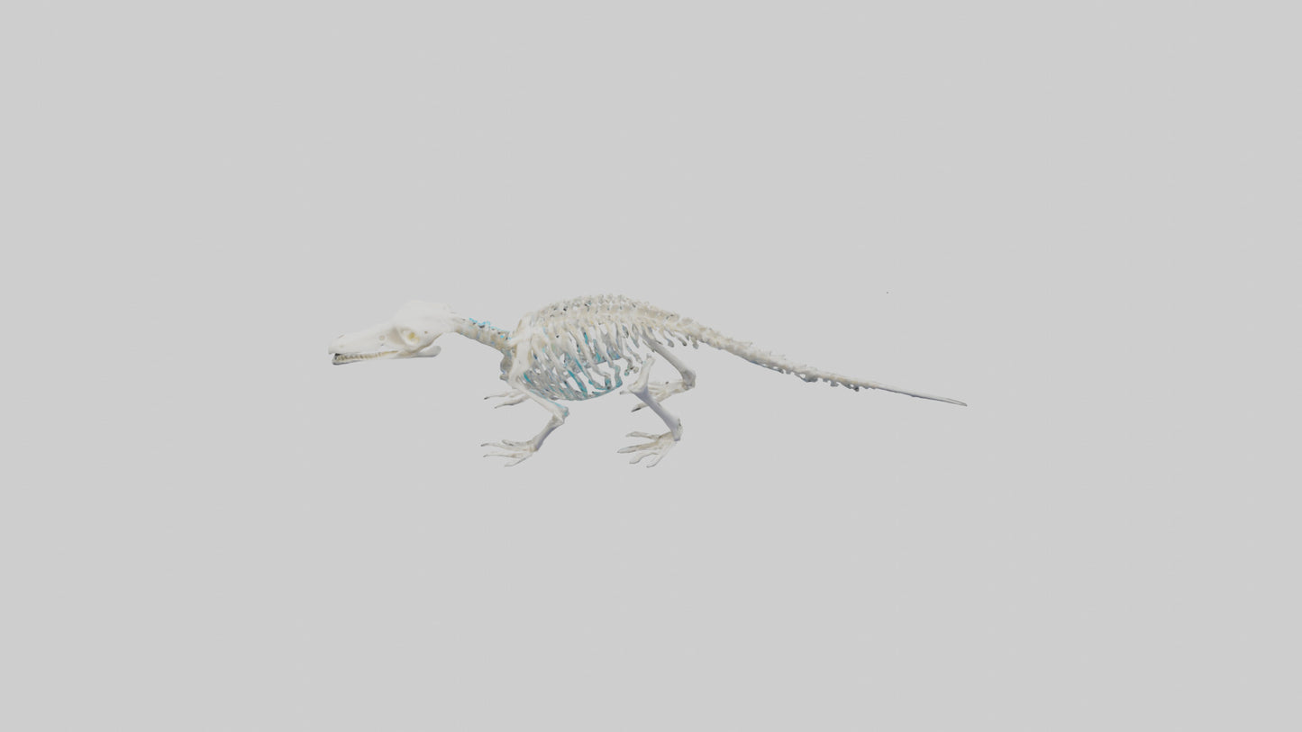 3D model Platypus Skeleton model 2 VR / AR / low-poly