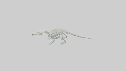 3D model Platypus Skeleton model 2 VR / AR / low-poly