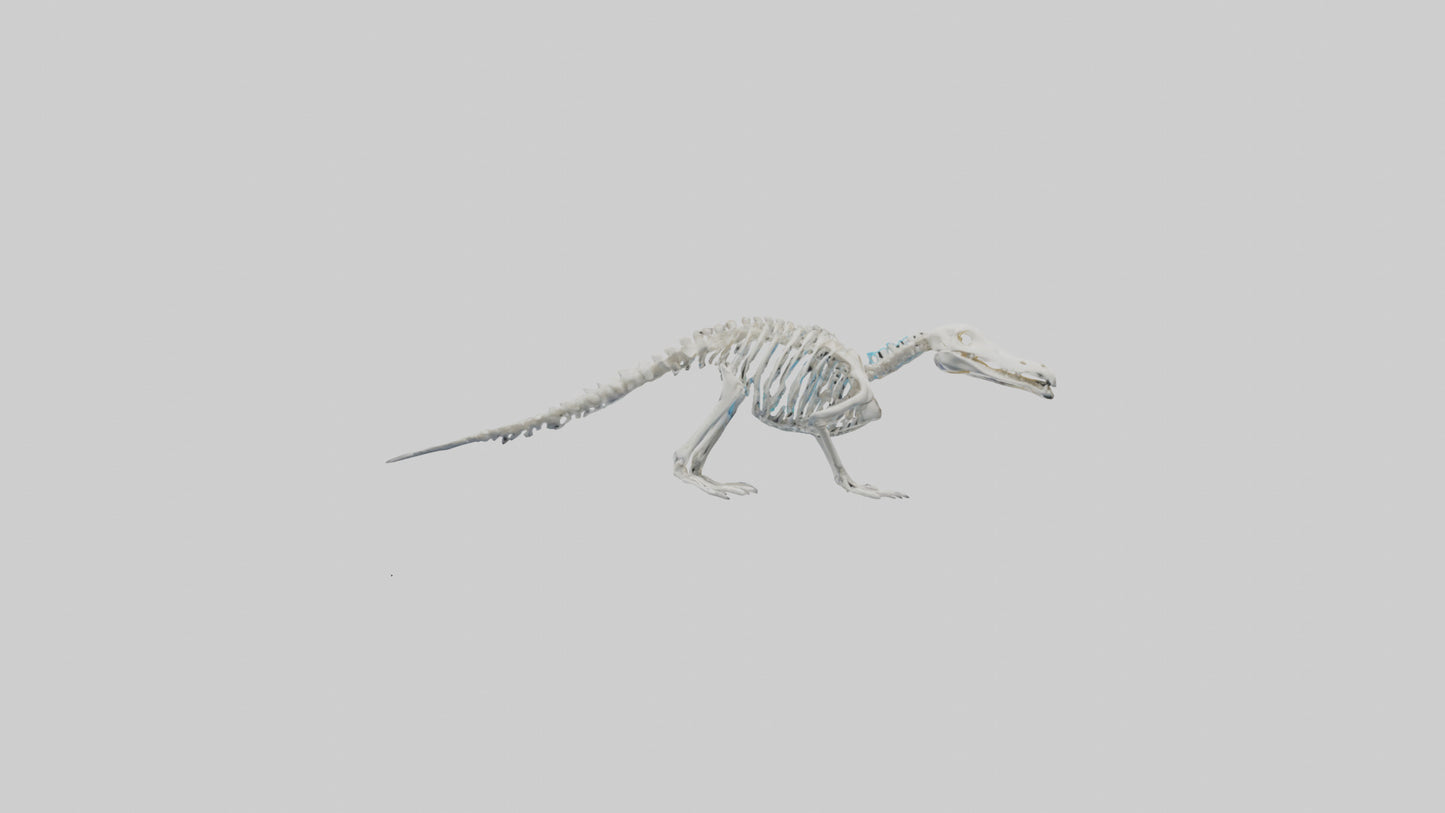 3D model Platypus Skeleton model 2 VR / AR / low-poly