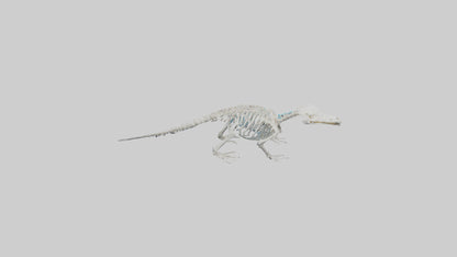 3D model Platypus Skeleton model 2 VR / AR / low-poly