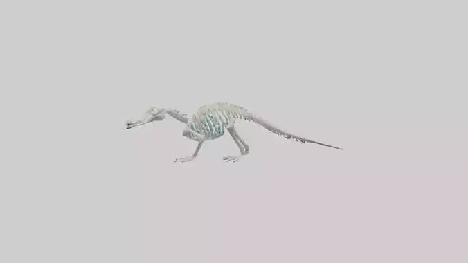 3D model Platypus Skeleton model 2 VR / AR / low-poly