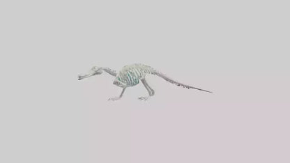 3D model Platypus Skeleton model 2 VR / AR / low-poly