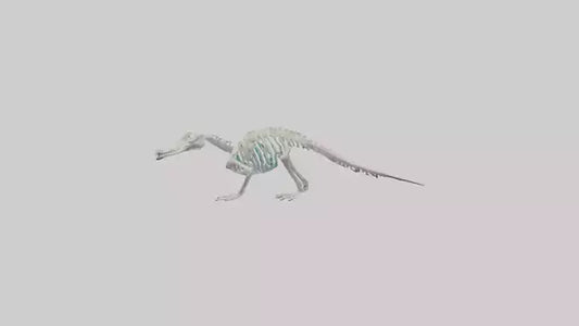 3D model Platypus Skeleton model 2 VR / AR / low-poly
