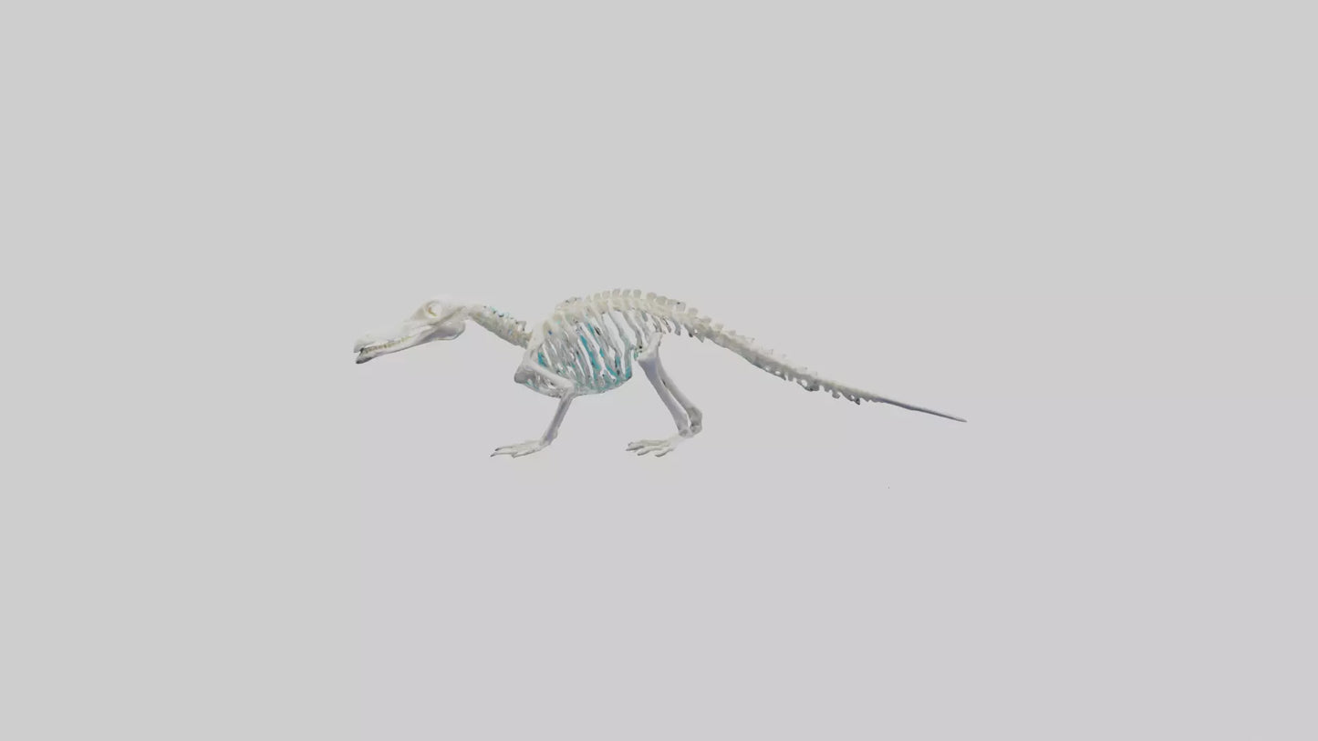3D model Platypus Skeleton model 2 VR / AR / low-poly