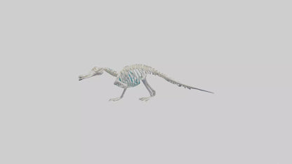 3D model Platypus Skeleton model 2 VR / AR / low-poly