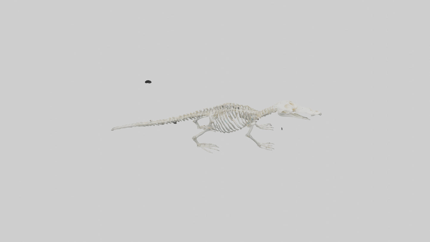 Platypus Skeleton model VR / AR / low-poly