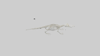 Platypus Skeleton model VR / AR / low-poly