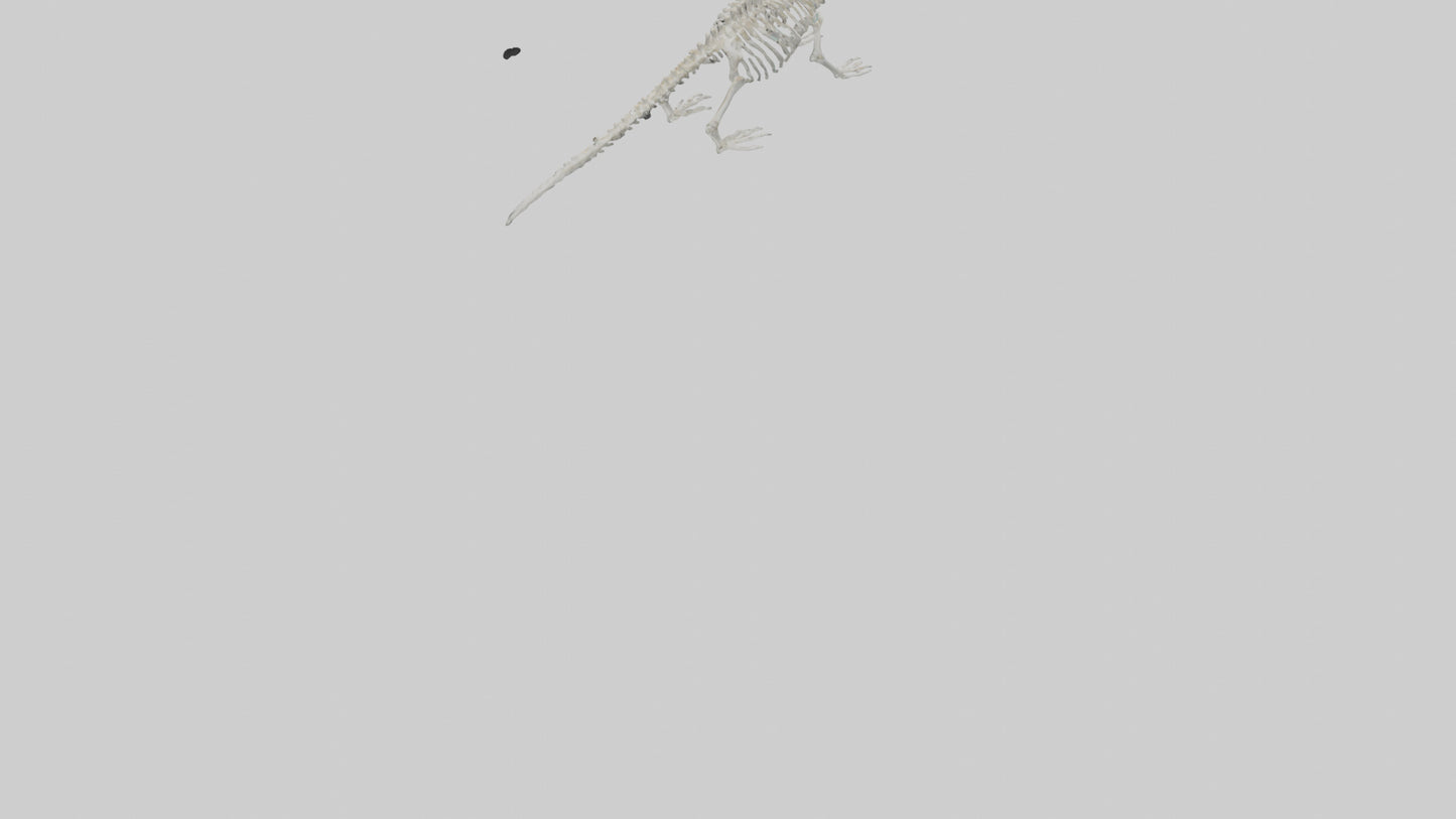 Platypus Skeleton model VR / AR / low-poly