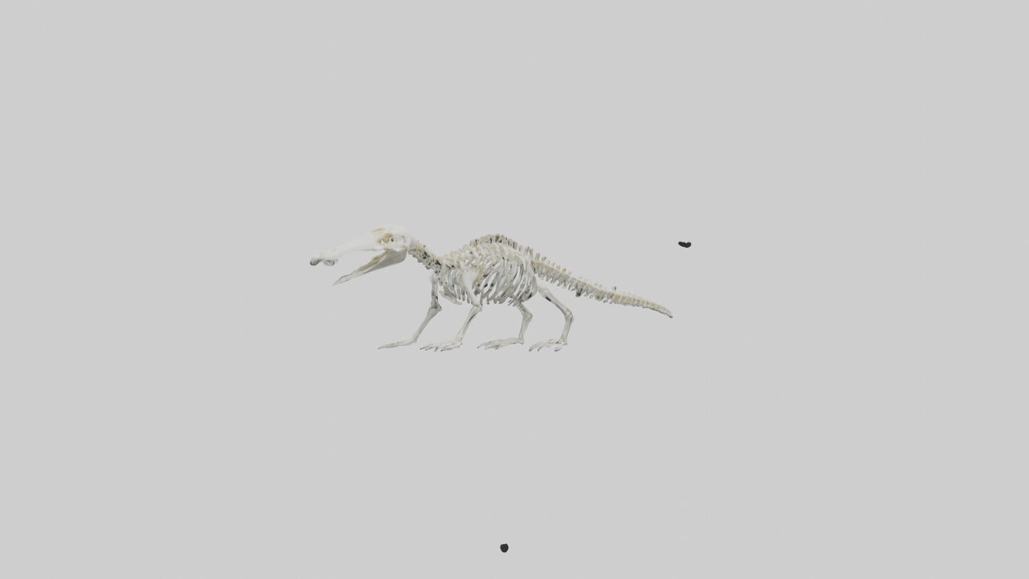 Platypus Skeleton model VR / AR / low-poly