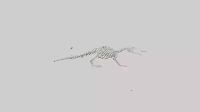 Platypus Skeleton model VR / AR / low-poly