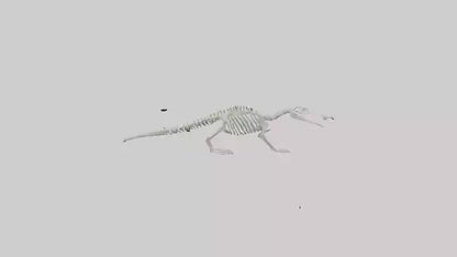 Platypus Skeleton model VR / AR / low-poly