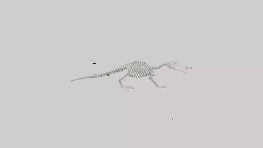 Platypus Skeleton model VR / AR / low-poly