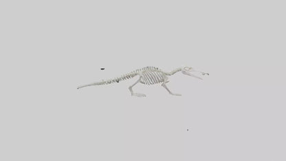 Platypus Skeleton model VR / AR / low-poly
