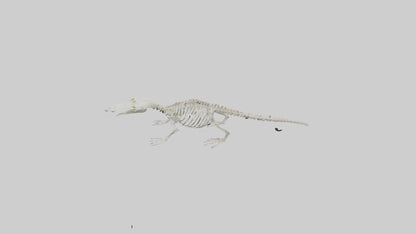 Platypus Skeleton model VR / AR / low-poly