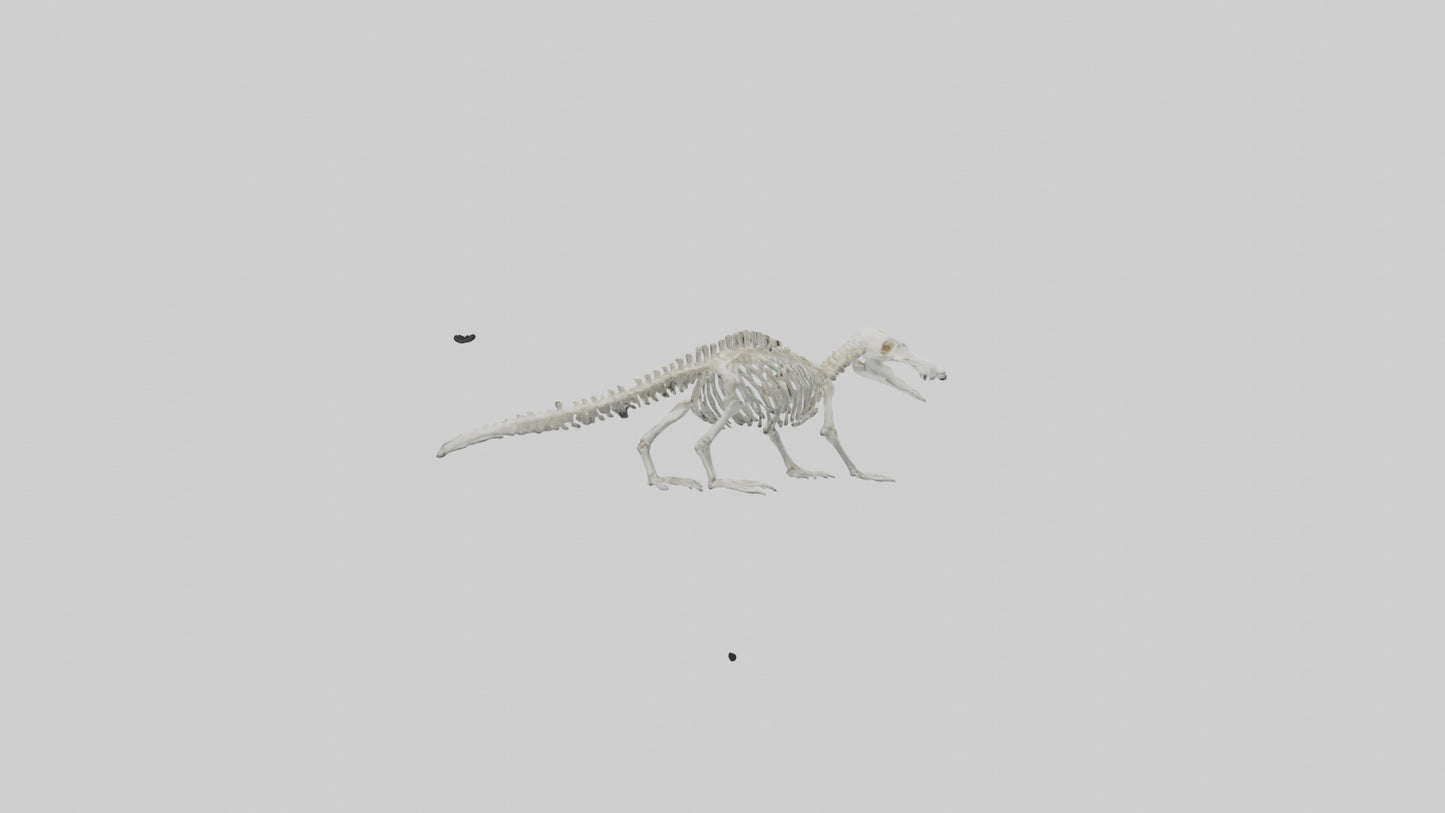 Platypus Skeleton model VR / AR / low-poly