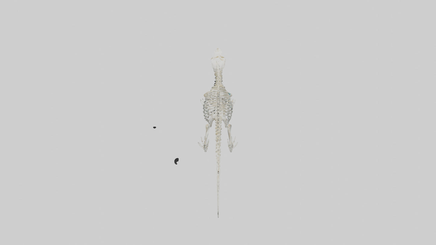 Platypus Skeleton model VR / AR / low-poly